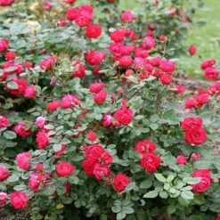Oso Easy® Double Red Rose -Green Yard Plant Store Oso Double Red Rose 1