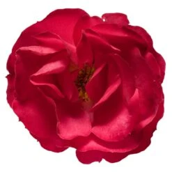 Oso Easy® Double Red Rose -Green Yard Plant Store Oso Double Red Rose 3