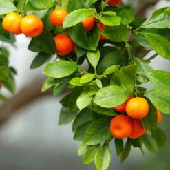 Owari Satsuma Mandarin Tree -Green Yard Plant Store Owari Satsuma Mandarin 3