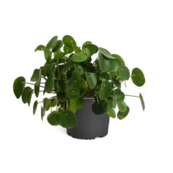 Pilea Peperomioides (Pancake Plant) -Green Yard Plant Store PIL PEP1 standard pot