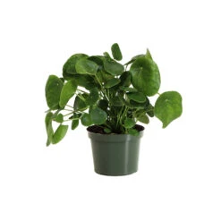 Pilea Peperomioides (Pancake Plant) -Green Yard Plant Store PIL PEP6 standard pot