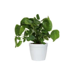 Pilea Peperomioides (Pancake Plant) -Green Yard Plant Store PIL PEP6 white delilah