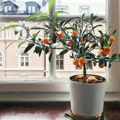 Page Mandarin Tree -Green Yard Plant Store Page Mandarin Tree 1 FGT