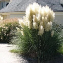 Pampas Grass -Green Yard Plant Store Pampas Grass 4 FGT