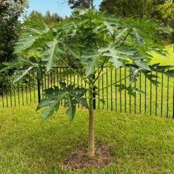 Papaya Tree -Green Yard Plant Store Papaya 10