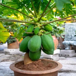 Papaya Tree -Green Yard Plant Store Papaya 7