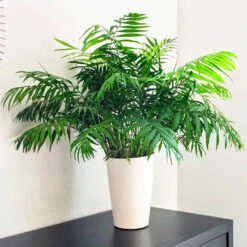 Air-Purifying House Plant Kit 10 Air-Purifying House Plant Kit -Green Yard Plant Store Parlor Palm 1 FGT 9892e9fa 6353 4f8b 9408 ebc964ef0bf6