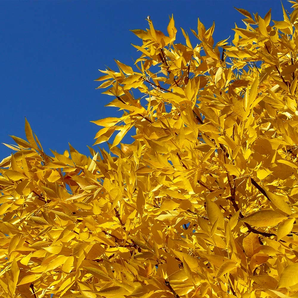 Patmore Green Ash Tree 5 Patmore Green Ash Tree - Image 5