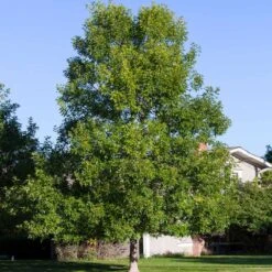 Patmore Green Ash Tree 7 Patmore Green Ash Tree -Green Yard Plant Store Patmore Green Ash 4