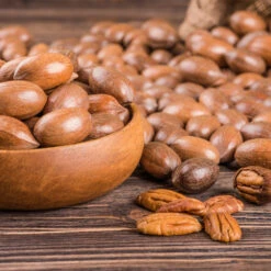 Pawnee Pecan Tree -Green Yard Plant Store Pawnee Pecan 4 FGT