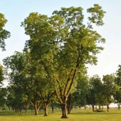 Pawnee Pecan Tree -Green Yard Plant Store Pawnee Pecan 5 FGT