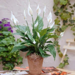 Peace Lily Plant -Green Yard Plant Store Peace Lily 3