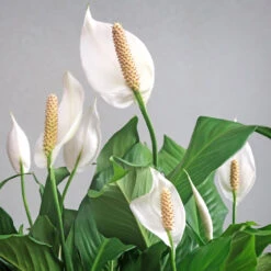 Peace Lily Plant -Green Yard Plant Store Peace Lily 6