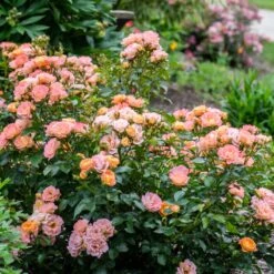 Peach Drift® Rose 5 Peach Drift® Rose -Green Yard Plant Store Peach Drift Rose 2 FGT