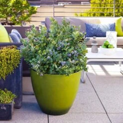 Bushel And Berry® Peach Sorbet™ Blueberry Bush 10 Bushel And Berry® Peach Sorbet™ Blueberry Bush -Green Yard Plant Store Peach Sorbet BLueberry 2 FGT