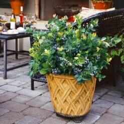 Bushel And Berry® Peach Sorbet™ Blueberry Bush 12 Bushel And Berry® Peach Sorbet™ Blueberry Bush -Green Yard Plant Store Peach Sorbet BLueberry 3 BB