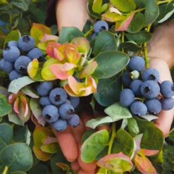 Bushel And Berry® Peach Sorbet™ Blueberry Bush 9 Bushel And Berry® Peach Sorbet™ Blueberry Bush -Green Yard Plant Store Peach Sorbet BLueberry 7