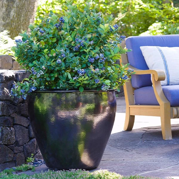 Bushel And Berry® Peach Sorbet™ Blueberry Bush 1 Bushel And Berry® Peach Sorbet™ Blueberry Bush