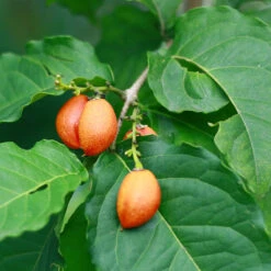 Peanut Butter Fruit Tree -Green Yard Plant Store Peanut Butter Tree 1 FGT