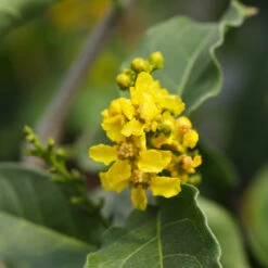 Peanut Butter Fruit Tree -Green Yard Plant Store Peanut Butter Tree 7