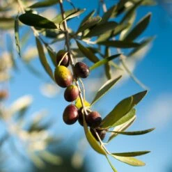 Pendolino Olive Tree 7 Pendolino Olive Tree -Green Yard Plant Store Pendolino Olive