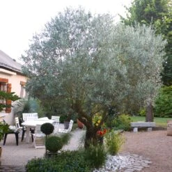 Pendolino Olive Tree 9 Pendolino Olive Tree -Green Yard Plant Store Pendolino Olive FGT 3