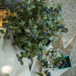 Bushel And Berry® Perpetua Blueberry 9 Bushel And Berry® Perpetua Blueberry -Green Yard Plant Store Perpetua Blueberry 1 FGT