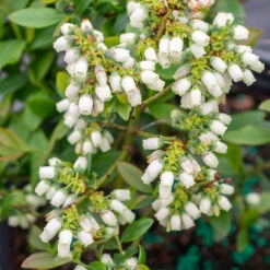 Bushel And Berry® Perpetua Blueberry 10 Bushel And Berry® Perpetua Blueberry -Green Yard Plant Store Perpetua Blueberry 3