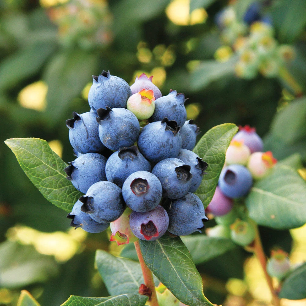 Bushel And Berry® Perpetua Blueberry 3 Bushel And Berry® Perpetua Blueberry - Image 3