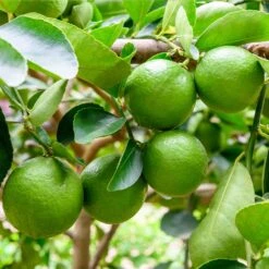 Persian 'Bearss' Lime Tree -Green Yard Plant Store Persian Lime Tree 5 FGT