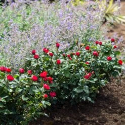 Petite Knock Out® Rose 9 Petite Knock Out® Rose -Green Yard Plant Store Petite Red Knockout Rose4