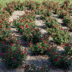 Petite Knock Out® Rose 10 Petite Knock Out® Rose -Green Yard Plant Store Petite Red Knockout Rose6