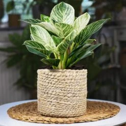 Rare House Plant Kit 10 Rare House Plant Kit -Green Yard Plant Store Philodendron Birkin 1 2d3789b2 defd 41b8 b089 45b1edca4363