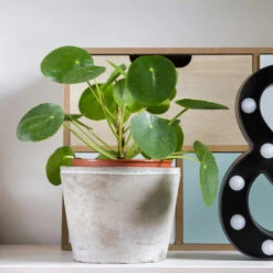 Pilea Peperomioides (Pancake Plant) -Green Yard Plant Store Pilea Pancake Plant 3 FGT