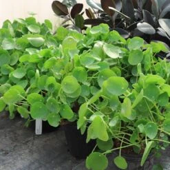 Pilea Peperomioides (Pancake Plant) -Green Yard Plant Store Pilea Pancake Plant 6