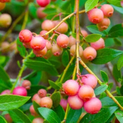 Pink Lemonade Blueberry Bush -Green Yard Plant Store Pin Lemonade Blueberry 1 26802e0d 4603 49c8 8784 fb7544bea792