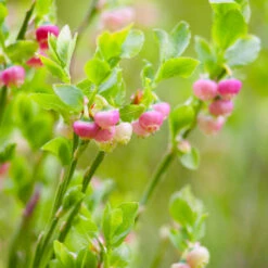 Pink Lemonade Blueberry Bush -Green Yard Plant Store Pin Lemonade Blueberry 3 0b37e5e5 52d6 4674 9170 7c0dc48e16de