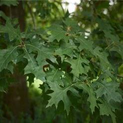 Pin Oak Tree -Green Yard Plant Store Pin Oak 3 FGT