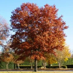 Pin Oak Tree -Green Yard Plant Store Pin Oak 5 FGT
