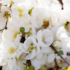 Pineapple Quince Tree -Green Yard Plant Store Pineapple Quince 1 FGT