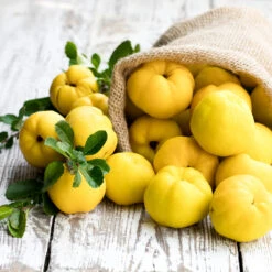 Pineapple Quince Tree -Green Yard Plant Store Pineapple Quince 4 FGT