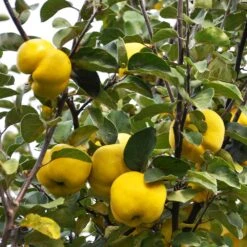 Pineapple Quince Tree -Green Yard Plant Store Pineapple Quince 7