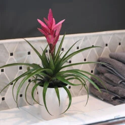 5-Inch Bromeliad In Decorative Pot