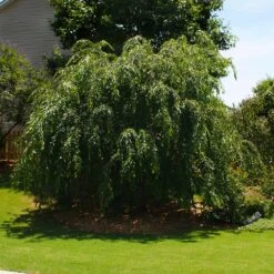 Pink Weeping Cherry Tree -Green Yard Plant Store Pink Double Weeping Cherry 2