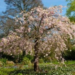 Pink Weeping Cherry Tree -Green Yard Plant Store Pink Double Weeping Cherry 6 FGT