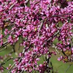 Pink Heartbreaker Redbud Tree -Green Yard Plant Store Pink Heartbreaker Redbud 1
