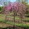 Pink Heartbreaker Redbud Tree