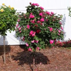 Pink Knock Out® Rose Tree -Green Yard Plant Store Pink Knockout Rose Tree 2