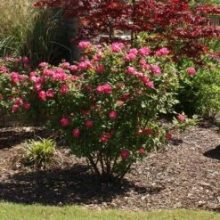 Double Pink Knock Out® Rose -Green Yard Plant Store Pink Knockout Shrub 3