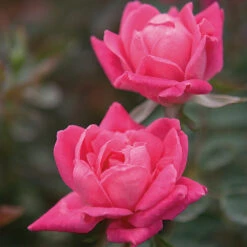 Double Pink Knock Out® Rose -Green Yard Plant Store Pink Knockout Shrub 4 FGT